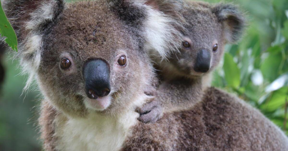 Chery Partners With Koala Conservation Australia To Protect Native Wildlife