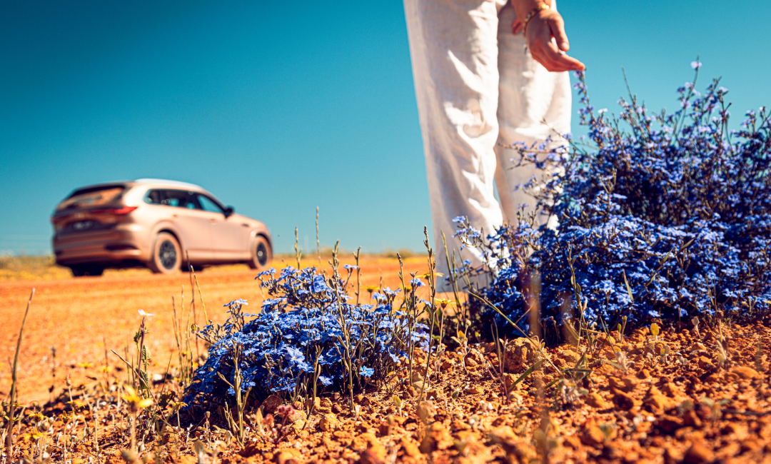 Close-up of vibrant blue wildflowers growing along a red dirt track in Western Australia, with a Mazda CX-80 in Melting Copper parked in the background during a scenic wildflower road trip under clear blue skies.
