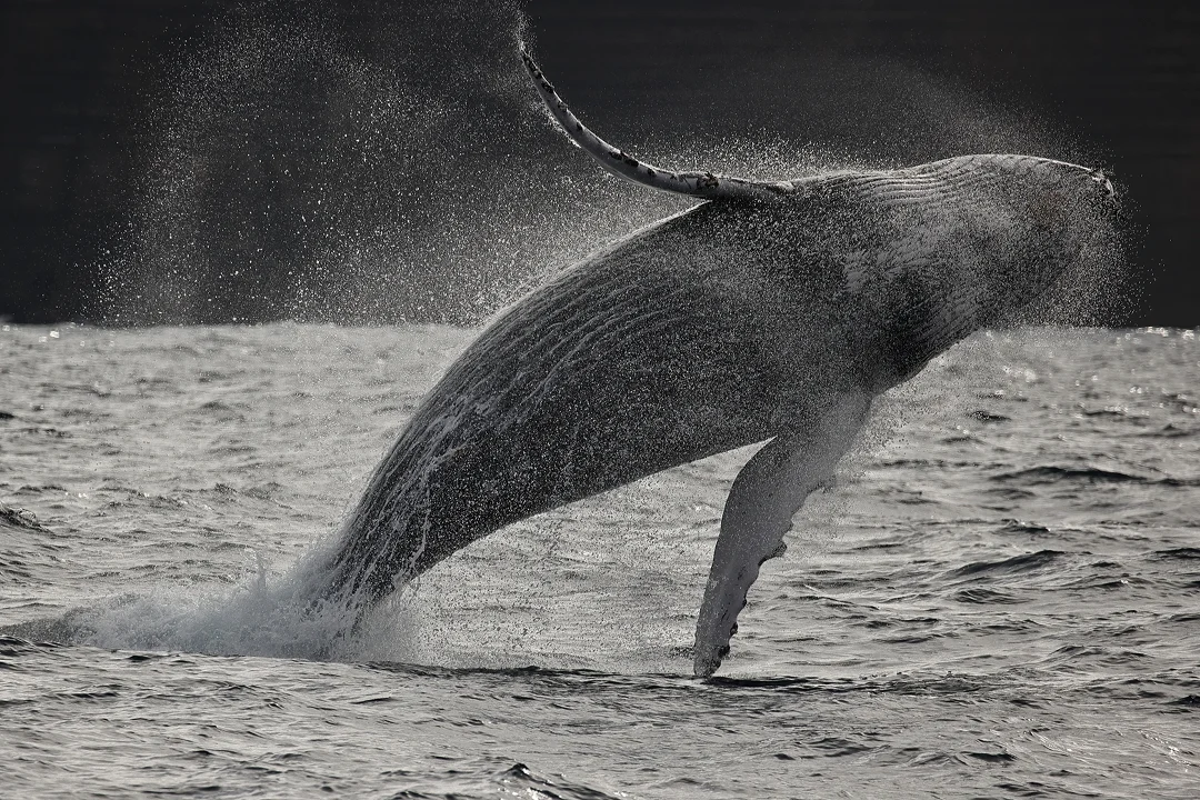 Humpback whale breaching off the NSW South Coast. Photo Chris Senior