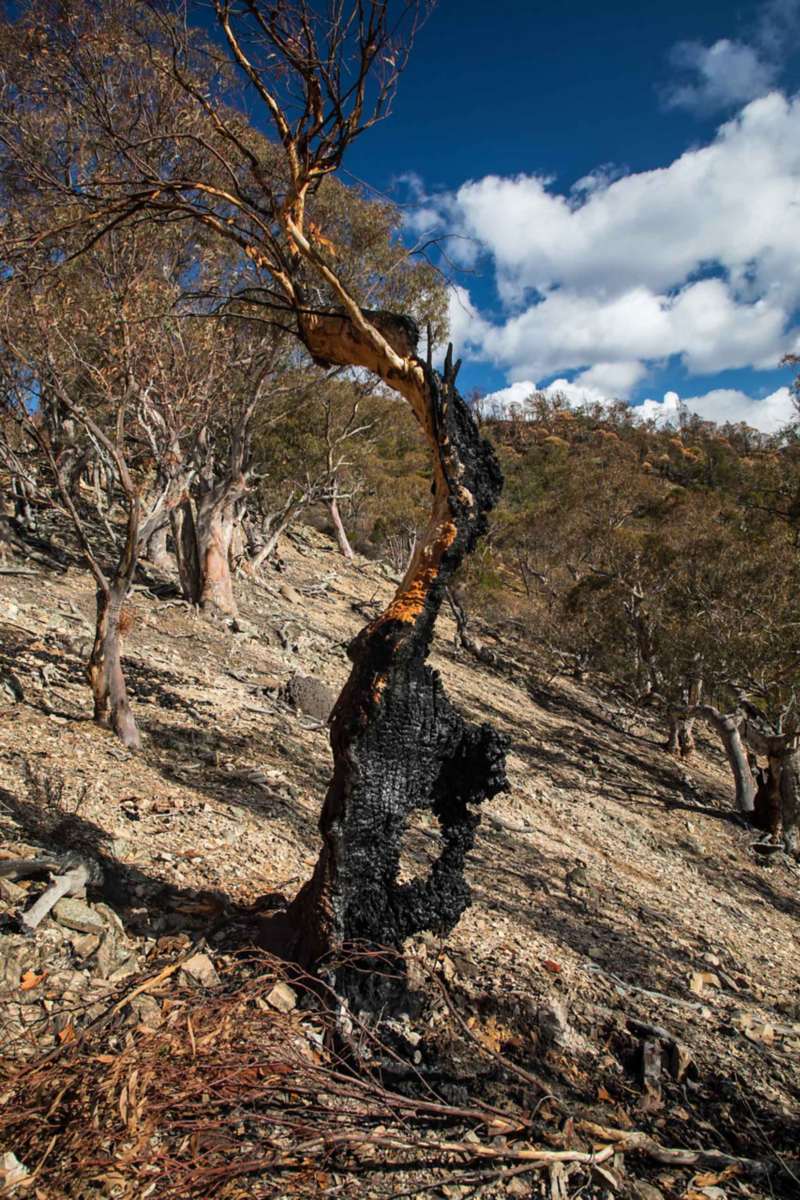 A dry, barren landscape with twisted, leafless trees and a cloudy blue sky overhead.