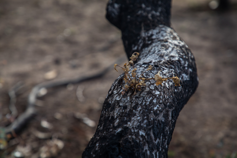 A close-up image of a charred, blackened tree trunk with intricate patterns and textures on the surface.